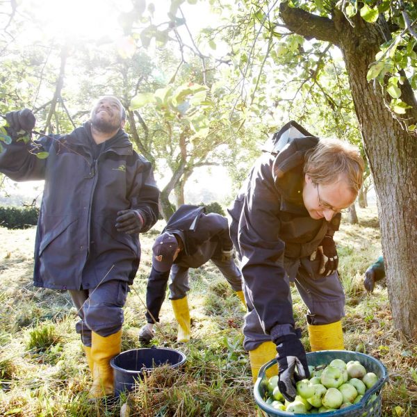Team das Geld haengt an den Baeumen bei der Ernte für Cafe Missingsch